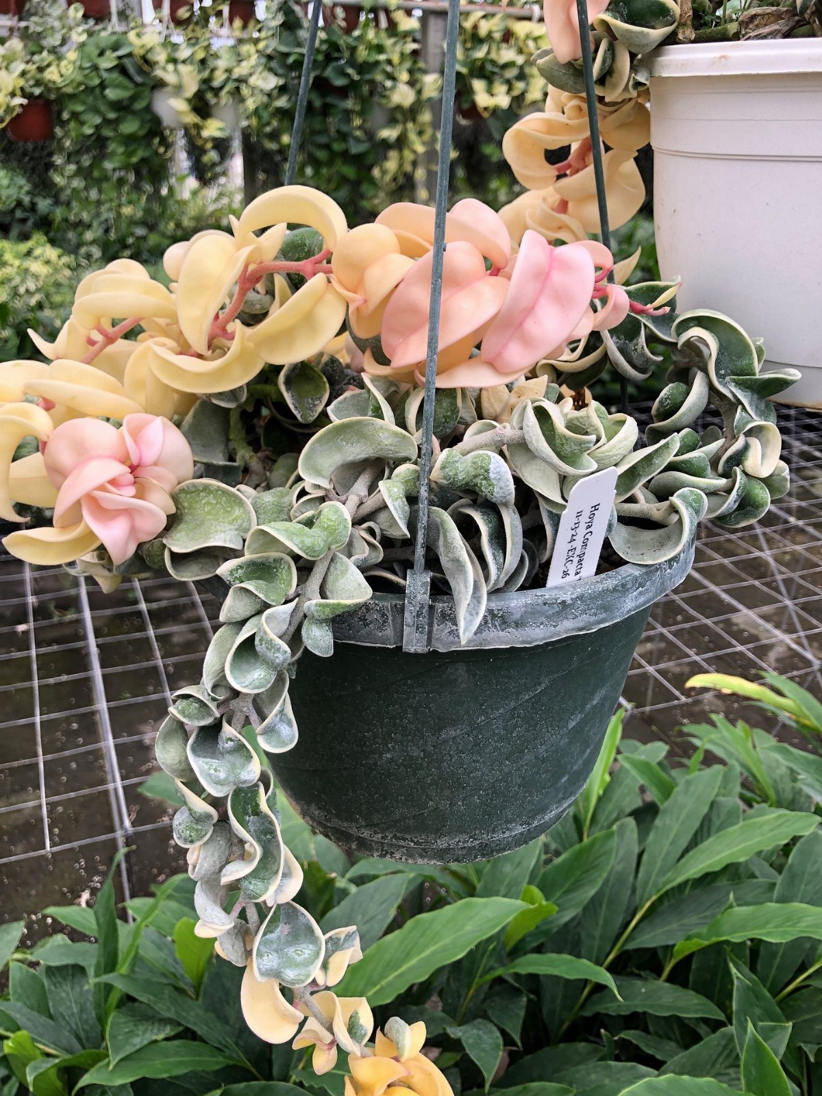 8 Hanging Succulent Plants for Every Indoor Space 4 Hindu Rope succulent with curly pink and green leaves in a hanging pot.