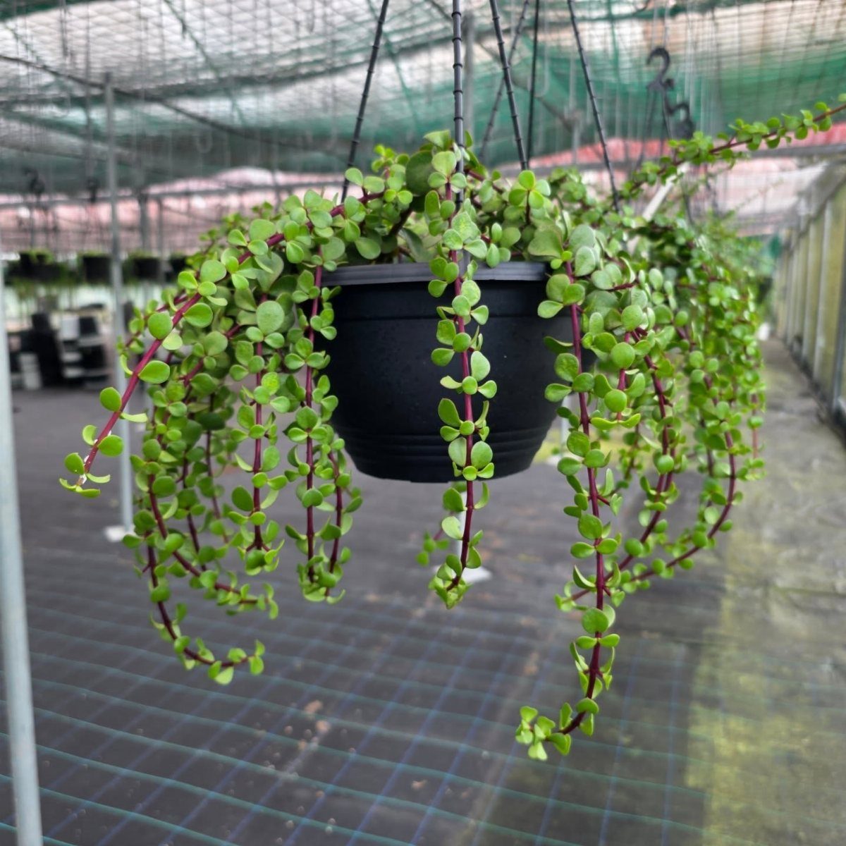 8 Hanging Succulent Plants for Every Indoor Space 7 Jade Necklace succulent with trailing green leaves in a hanging black pot.