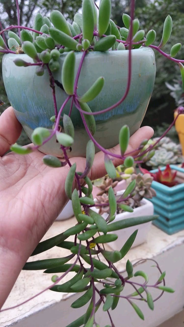 8 Hanging Succulent Plants for Every Indoor Space 3 Ruby Necklace succulent with purple stems and green leaves in a blue pot.