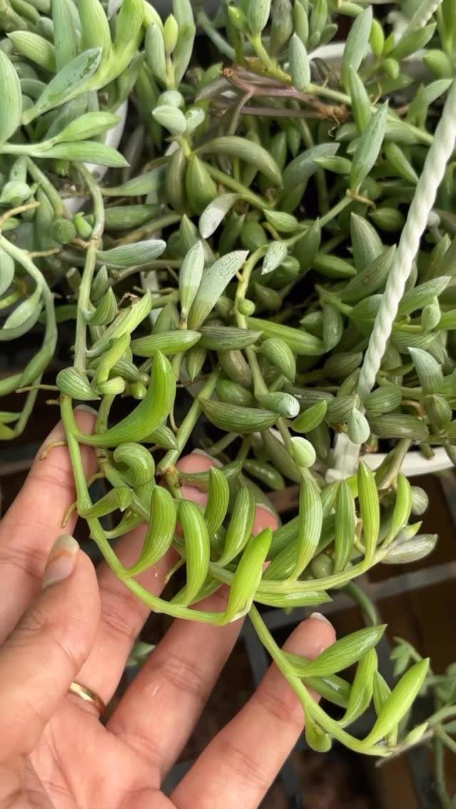 8 Hanging Succulent Plants for Every Indoor Space 5 String of Bananas succulent with curved green leaves held by a hand.