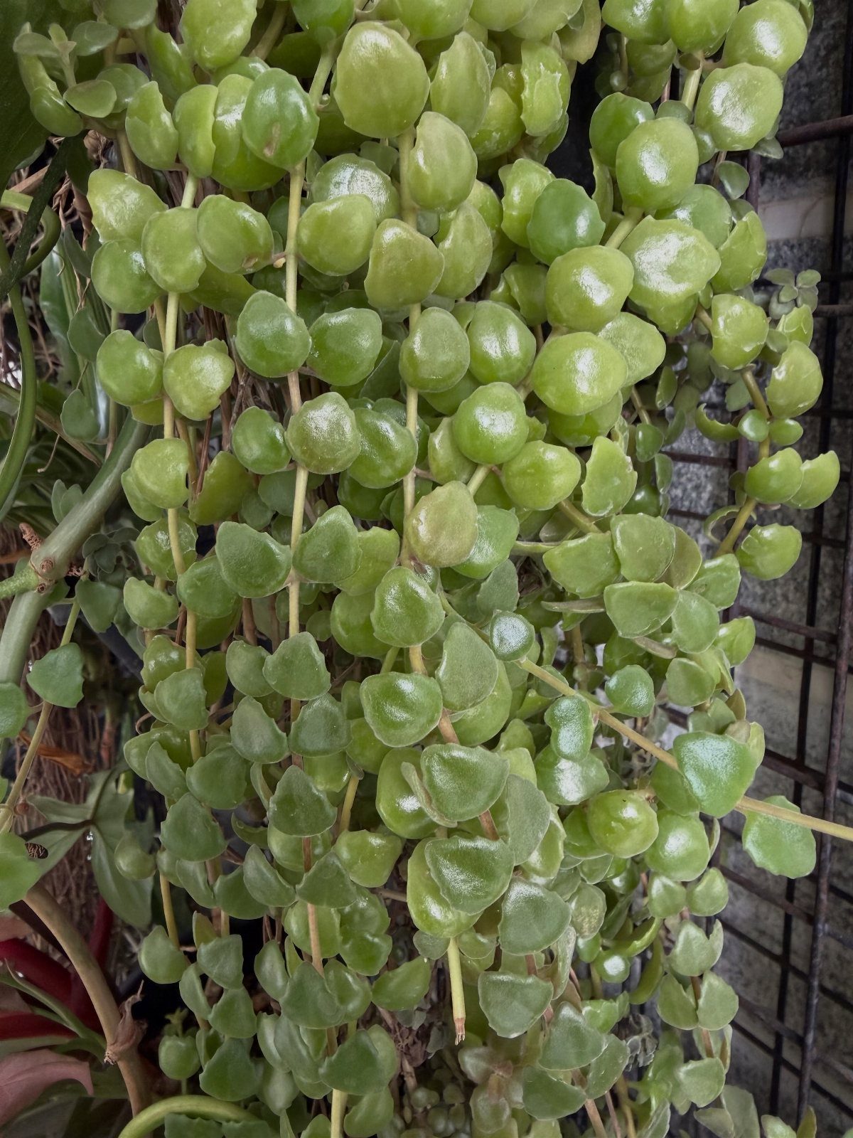 8 Hanging Succulent Plants for Every Indoor Space 6 String of Nickels succulent with round flat green leaves hanging on stems