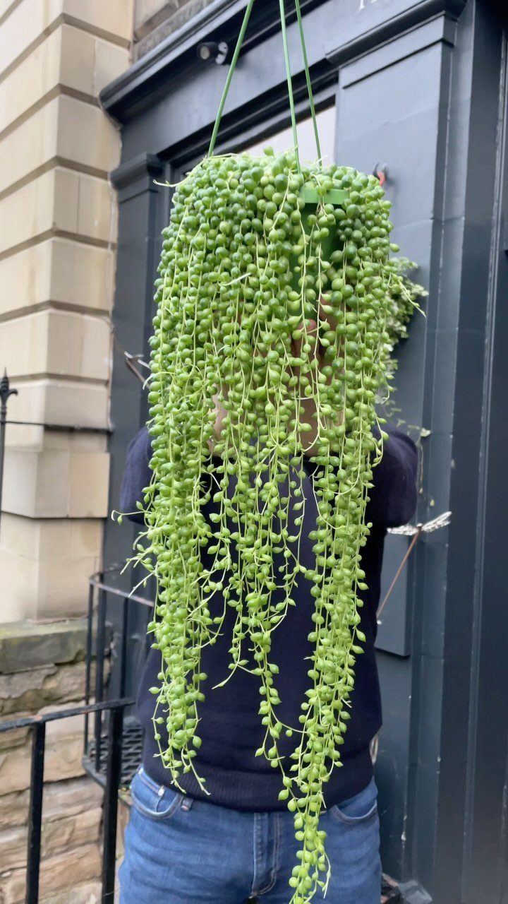 8 Hanging Succulent Plants for Every Indoor Space 2 String of Pearls succulent with long cascading green beaded leaves held by a person.
