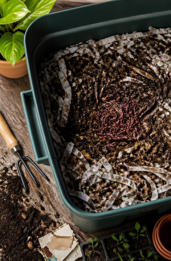 A handful of red wigglers in a textured mixture of bedding.