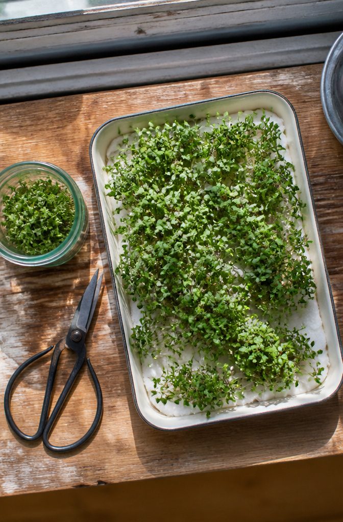 11 Indoor Food Garden Ideas for Growing Vegetables, Herbs and Fruit 6 Garden cress sprouting from paper towels in a shallow tray.