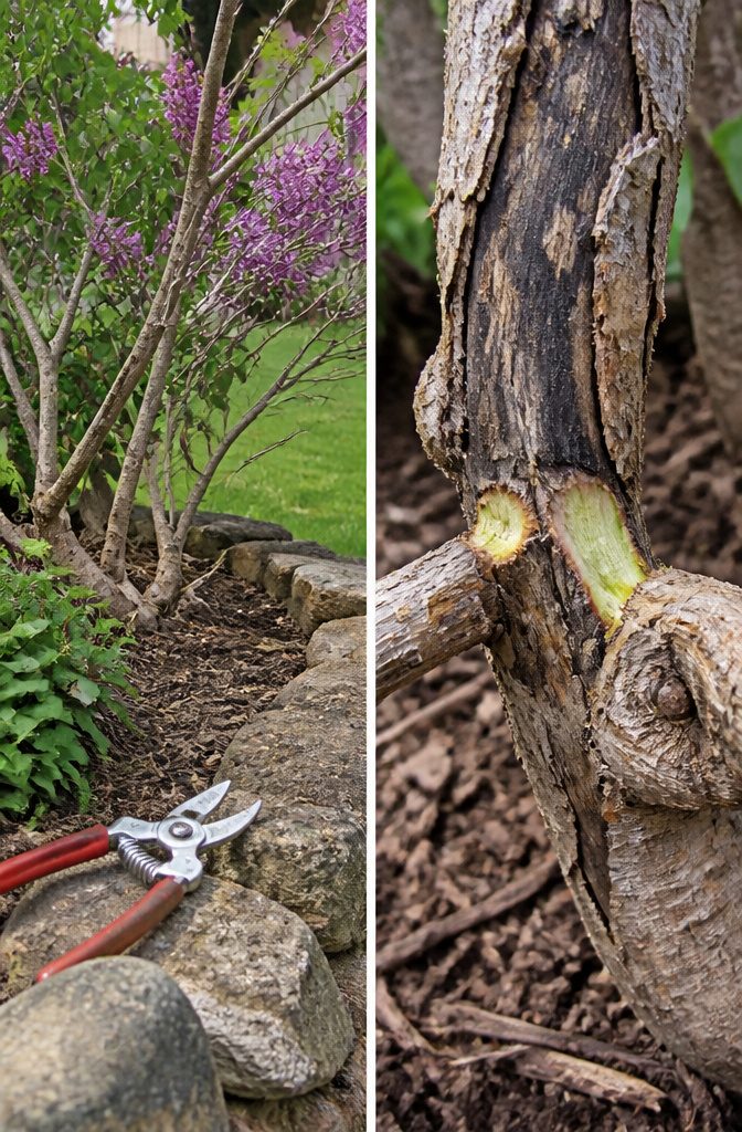 A close-up of dead branches and healthy wood on a shrub.