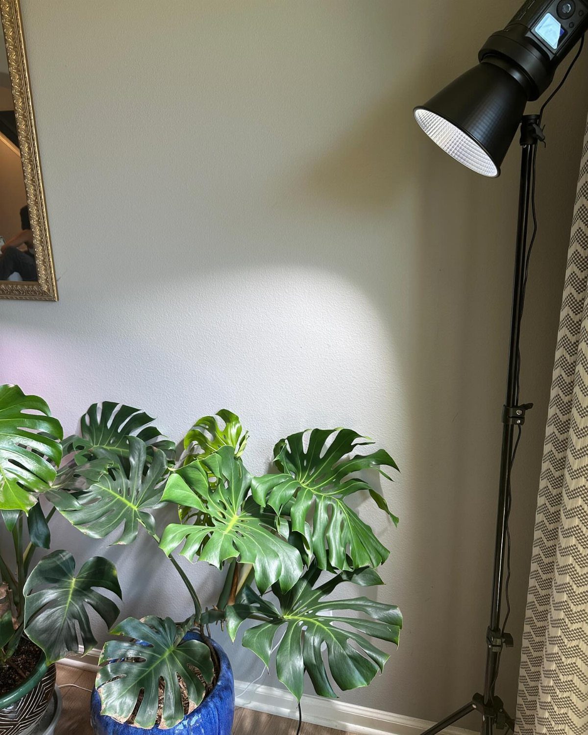 Light for House Plants: 7 Setups from Shelf Tubes to Tripod LEDs 3 Black floor grow light illuminating a lush green Monstera plant in blue pot