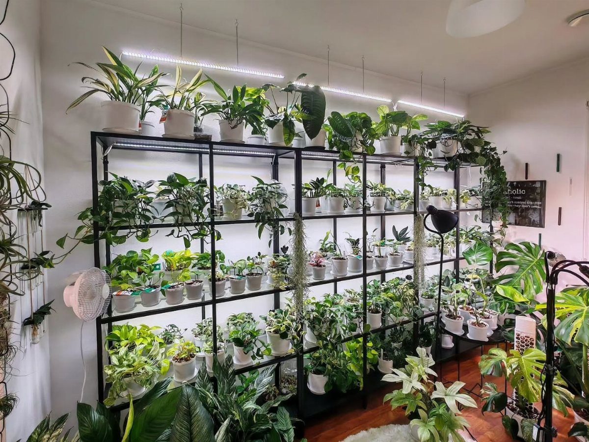 Light for House Plants: 7 Setups from Shelf Tubes to Tripod LEDs 1 Potted house plants on a black metal shelf illuminated by LED grow lights.