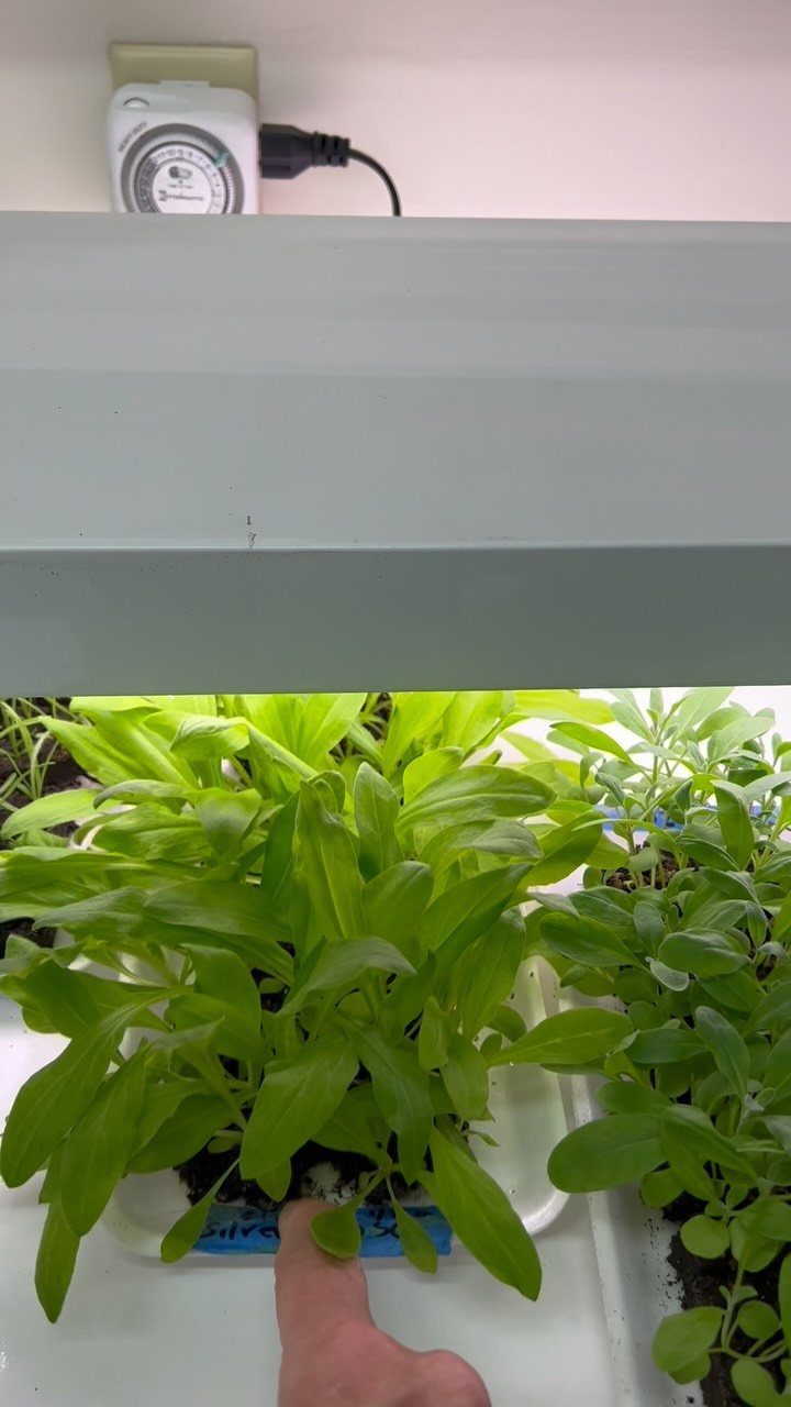 Green house plants growing in white trays under a grey overhead light fixture