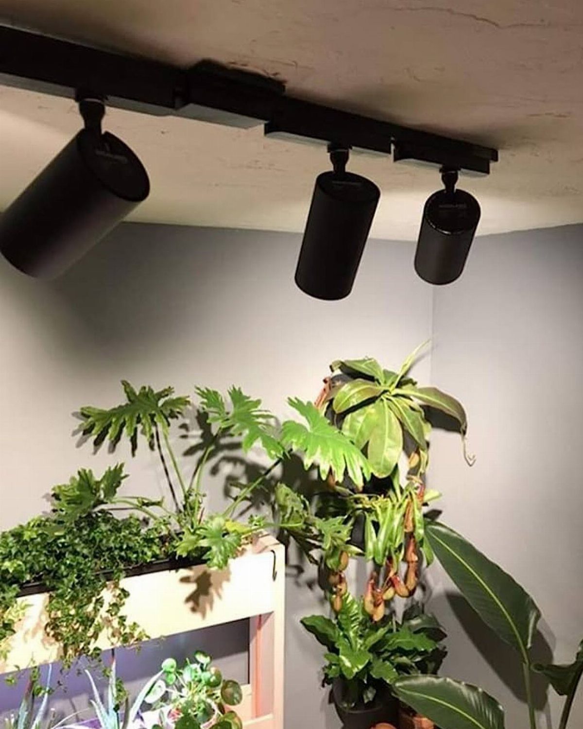 Light for House Plants: 7 Setups from Shelf Tubes to Tripod LEDs 4 Black track lighting spotlights illuminating a variety of lush green indoor houseplants.