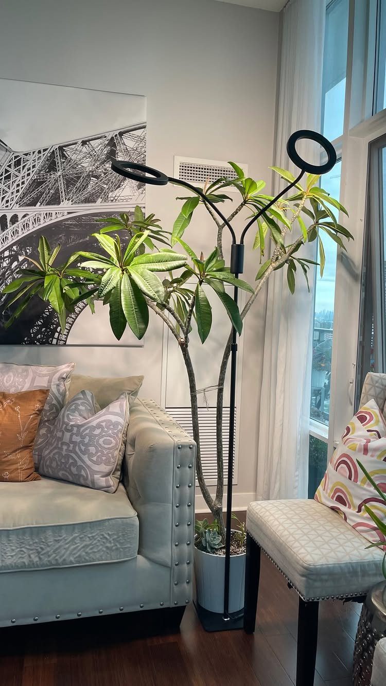 Light for House Plants: 7 Setups from Shelf Tubes to Tripod LEDs 2 Tri-head LED grow light illuminating a large green house plant in a living room.