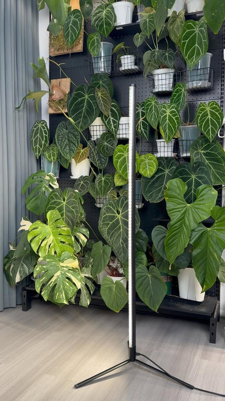 Light for House Plants: 7 Setups from Shelf Tubes to Tripod LEDs 7 Vertical LED grow light on a tripod illuminating a wall of lush house plants