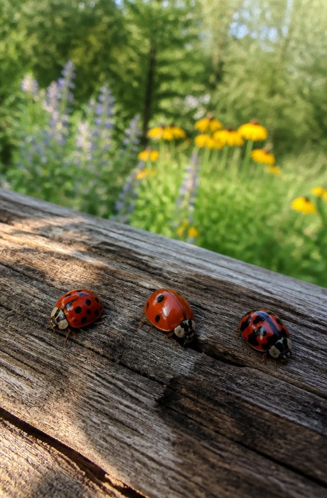 Nine-spotted, two-spotted, and transverse ladybugs on a textured wooden surface.