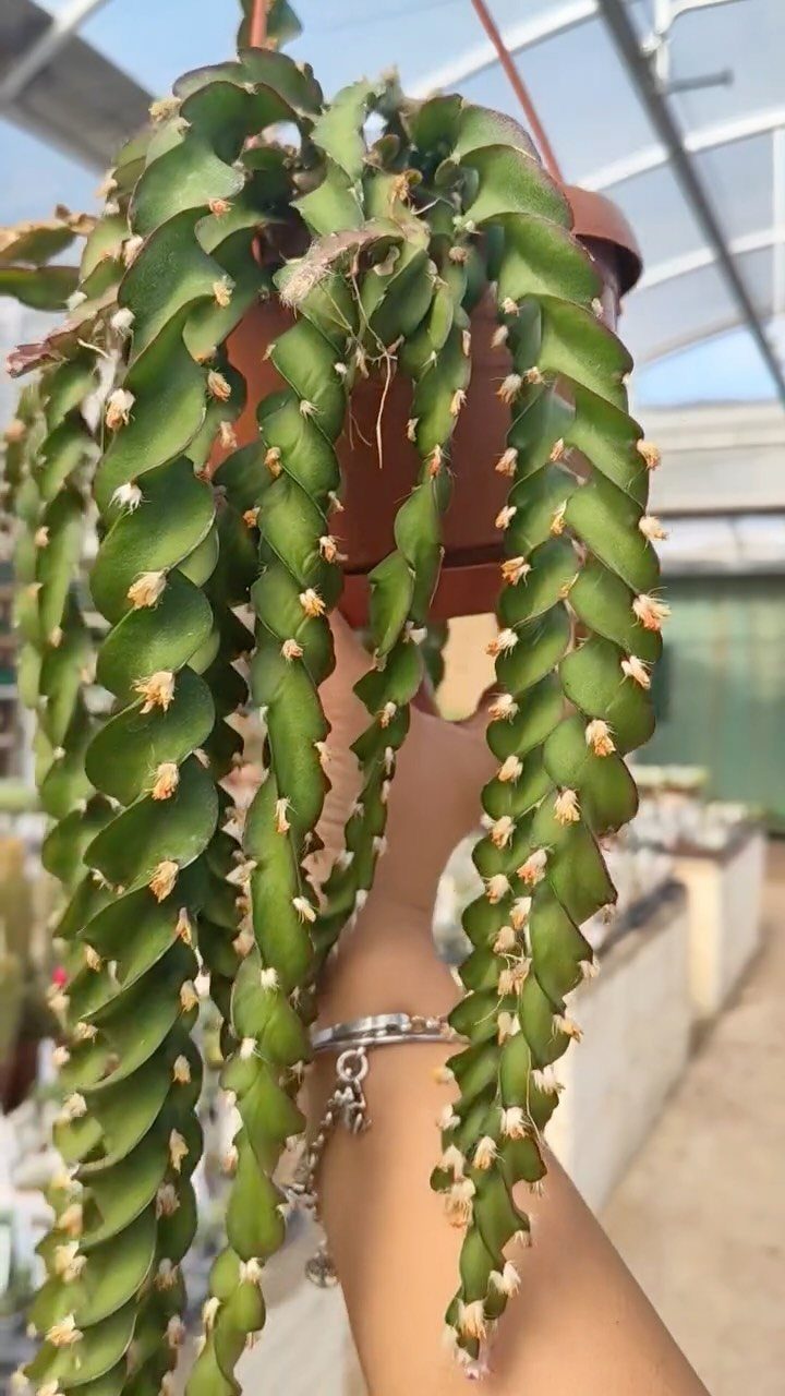 Burro's Tail succulent with trailing green stems in a brown hanging pot.