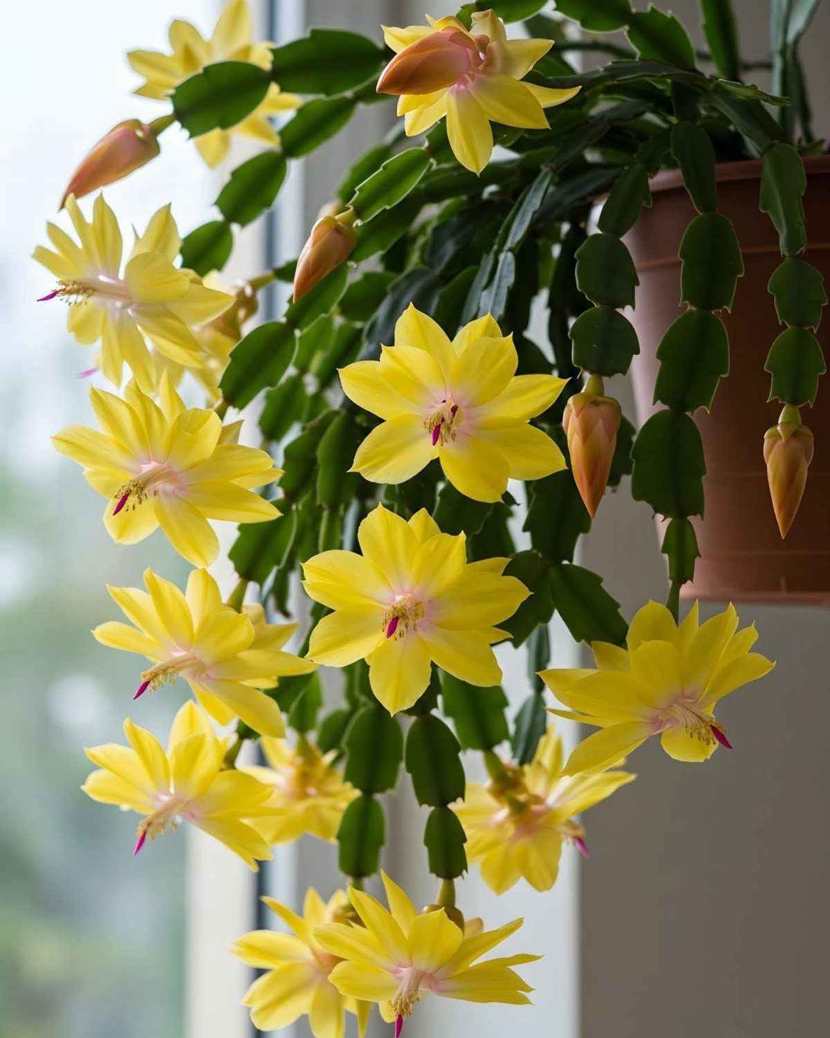 Christmas cactus with bright yellow blooms and green segmented leaves in a pot.