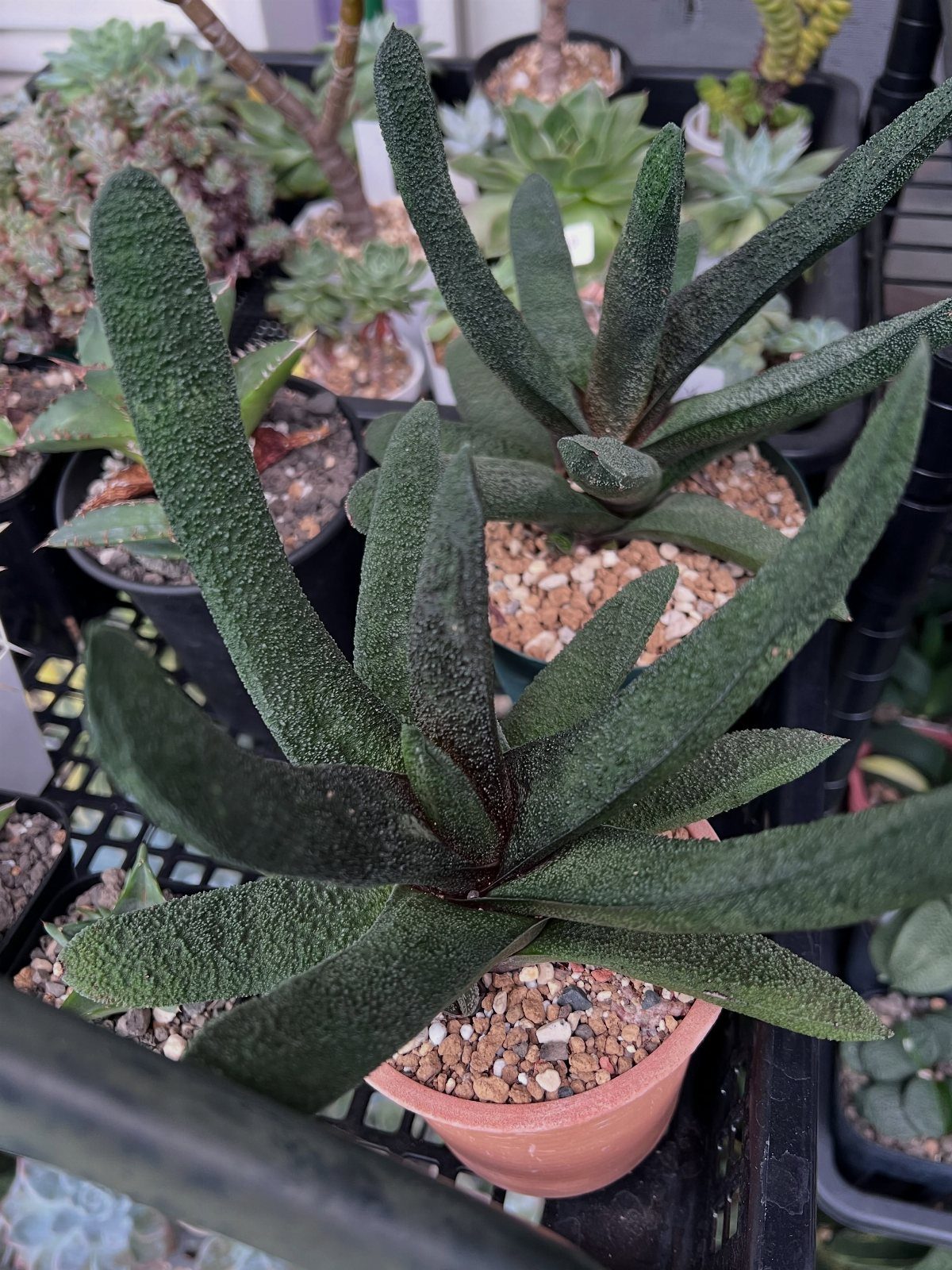 Gasteria succulent with dark green textured leaves in a small terracotta pot.