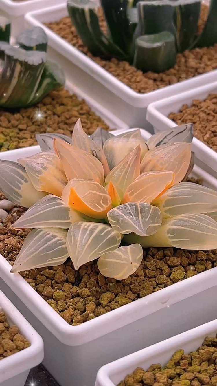 Translucent pale orange succulent in a white square pot with brown gravel.