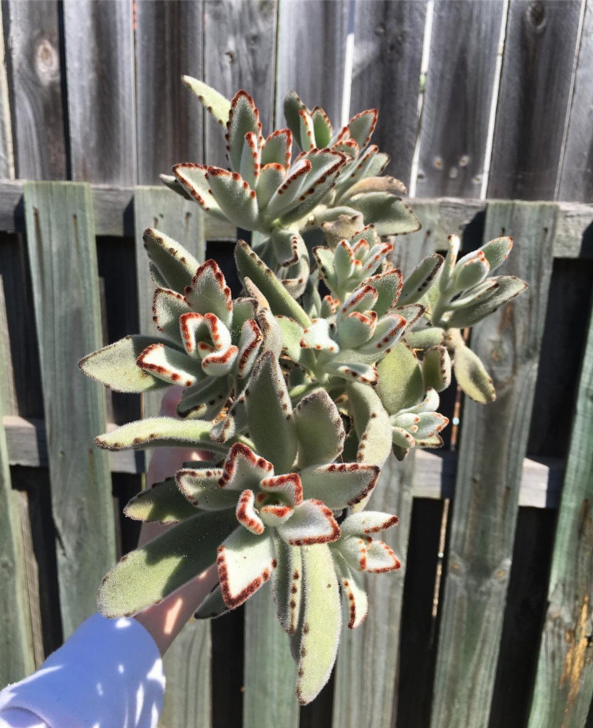 Panda Plant succulent with fuzzy silvery leaves and red edges held by hand.