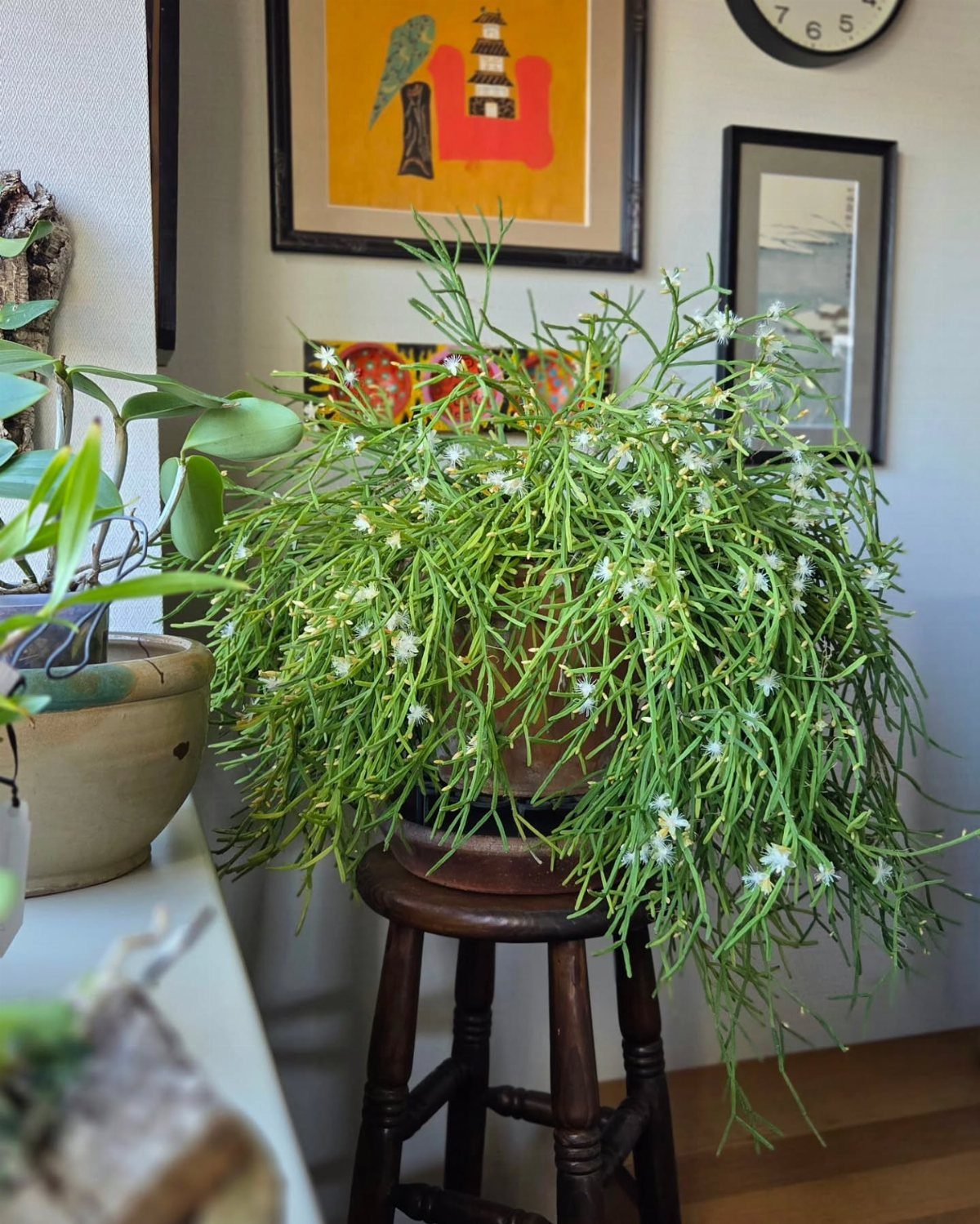 Rhipsalis plant with trailing green stems and white flowers on a wooden stool