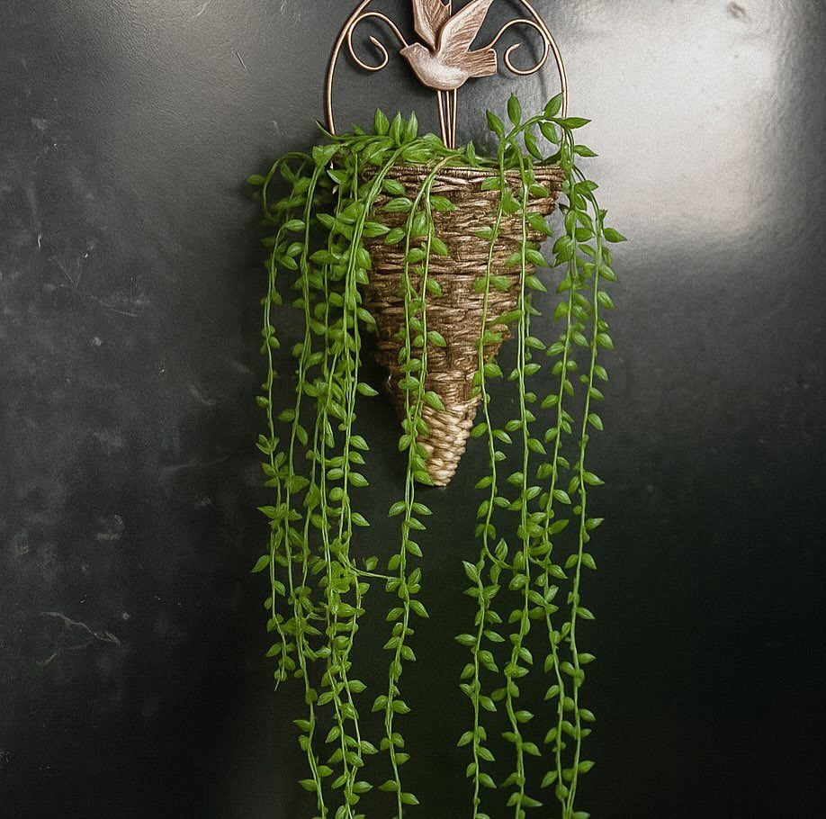 Trailing string of pearls succulent in a woven hanging wicker basket.