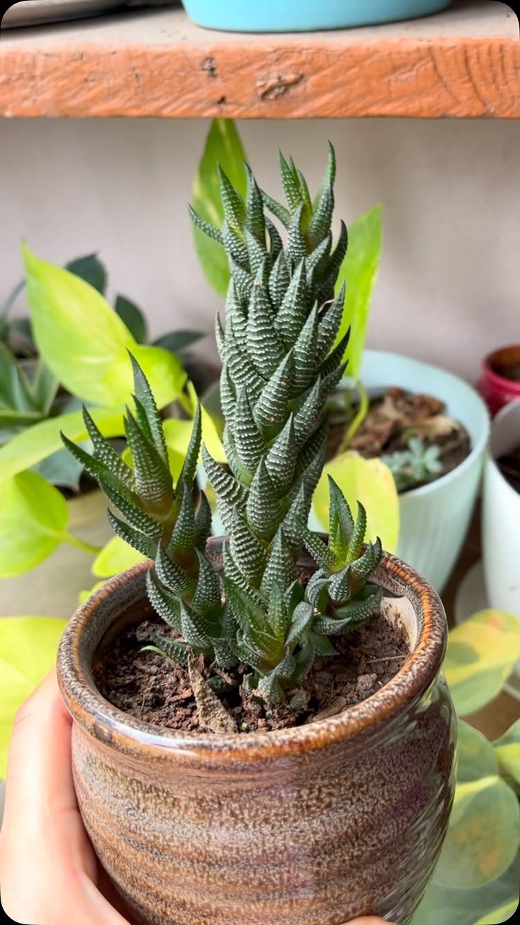 Zebra Cactus with textured green leaves in a brown ceramic pot.