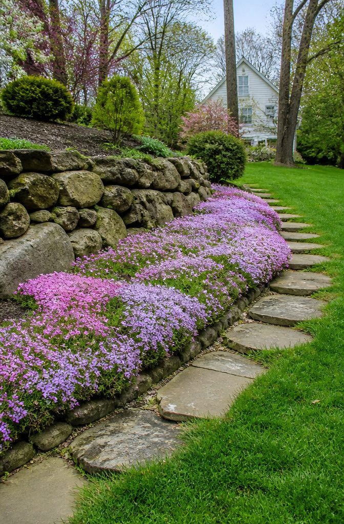 Creeping phlox blooming in pink and purple along a sloped border.
