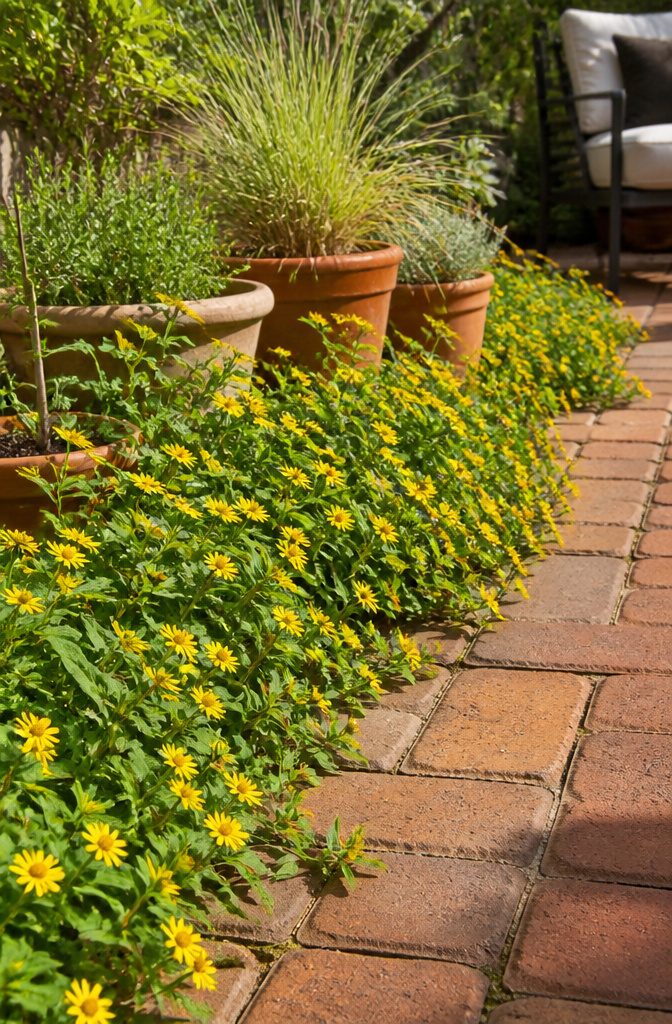 Creeping zinnia flowering along the edge of a patio.