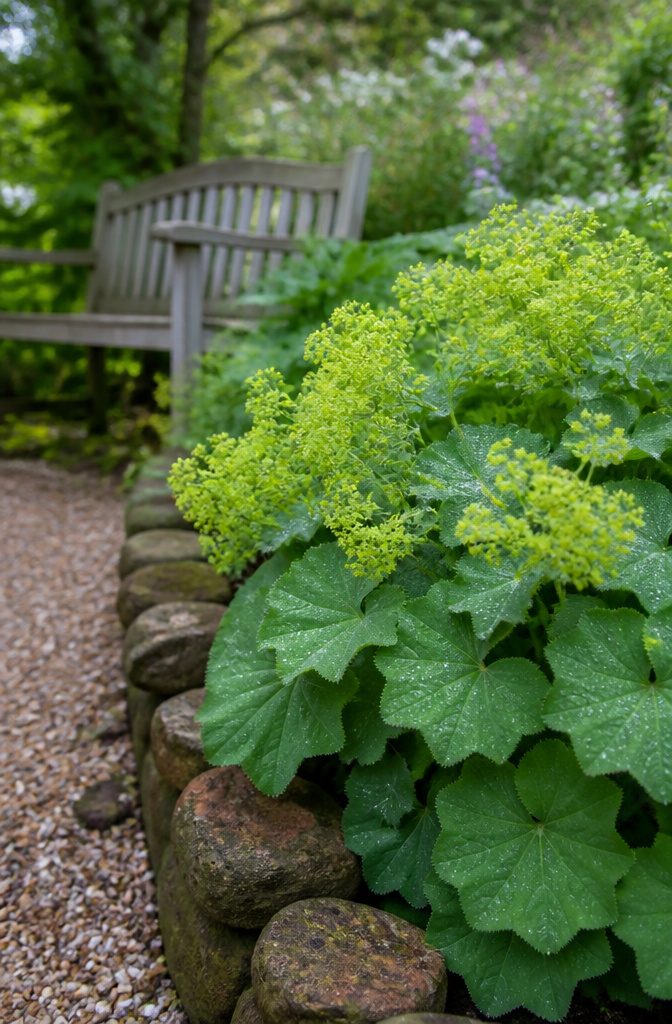 Lady's mantle with green leaves and chartreuse flowers in a garden.