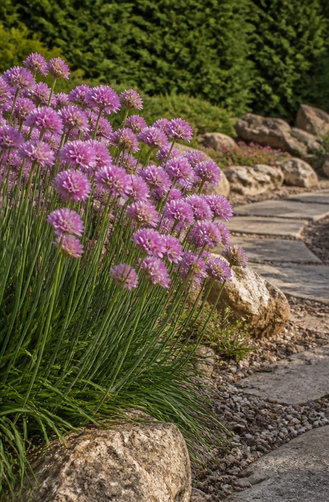 Thrift plants blooming in pink along a garden border.