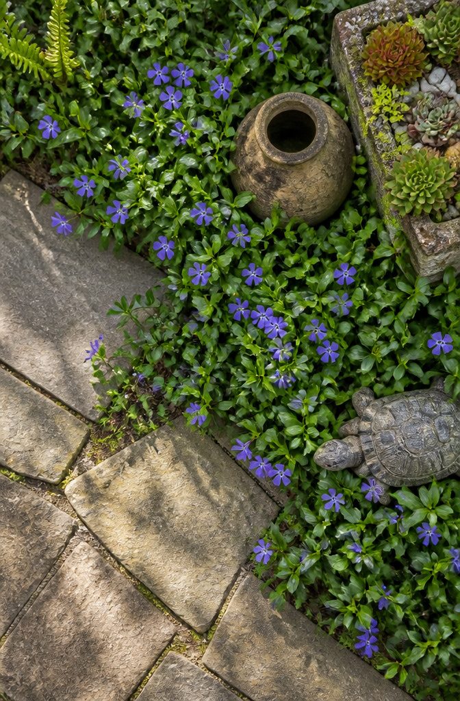 Periwinkle plants with small flowers covering the ground.
