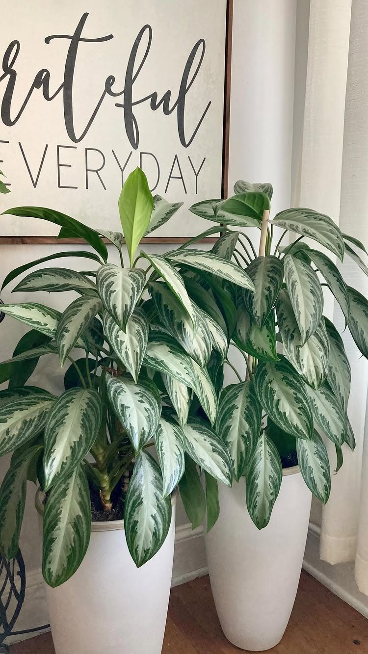 Two Chinese Evergreen plants with silver-variegated leaves in white tapered pots indoors.