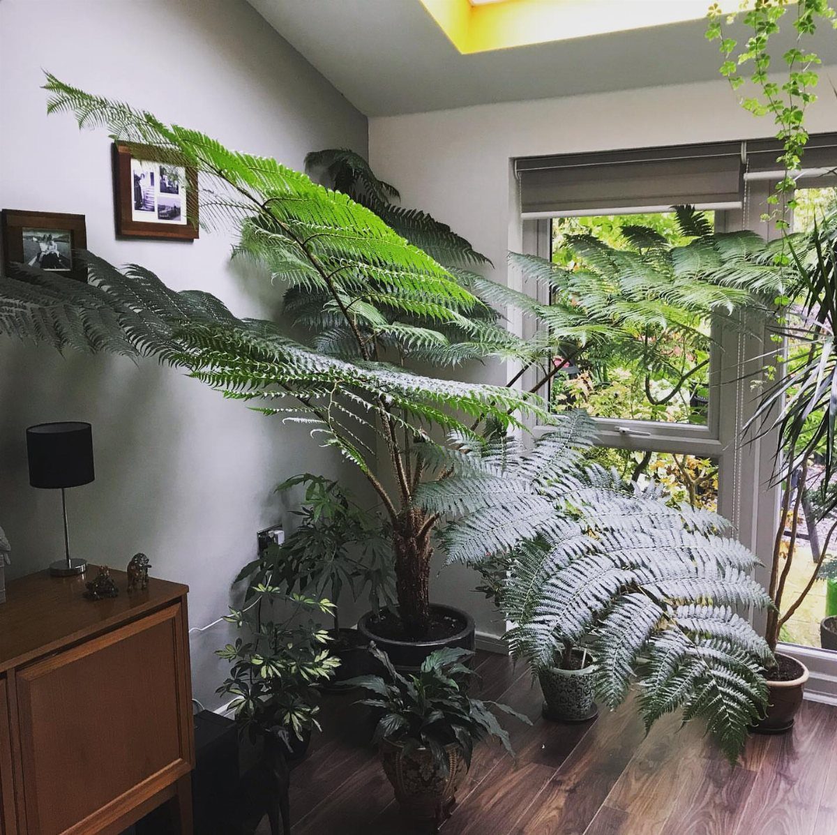 Large tree fern with arching fronds in a bright room by a window
