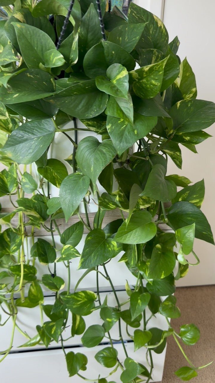 Golden Pothos plant with variegated leaves cascading from a white hanging pot.