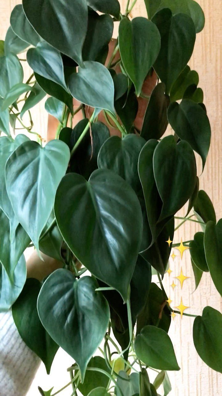 Heart Leaf Philodendron with glossy green heart-shaped leaves cascading against a wall