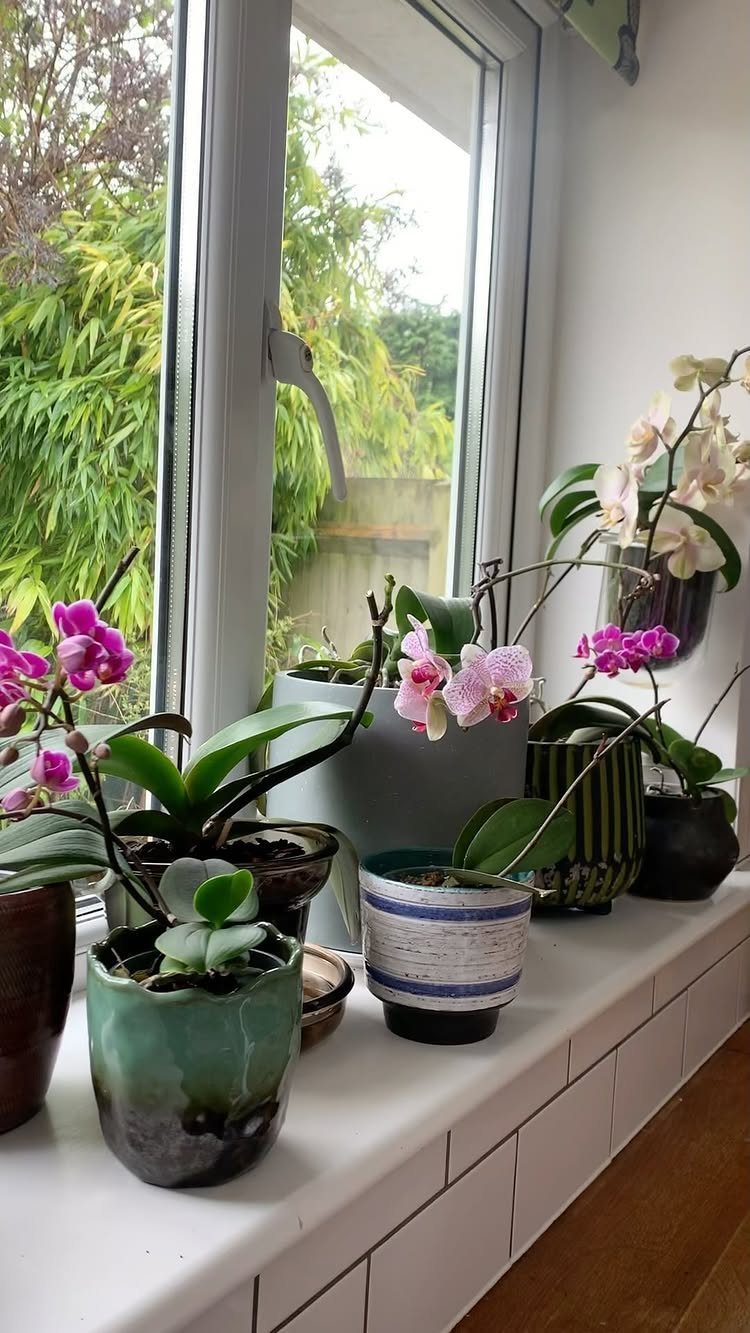 Potted orchids with pink and white blooms arranged on a white windowsill.