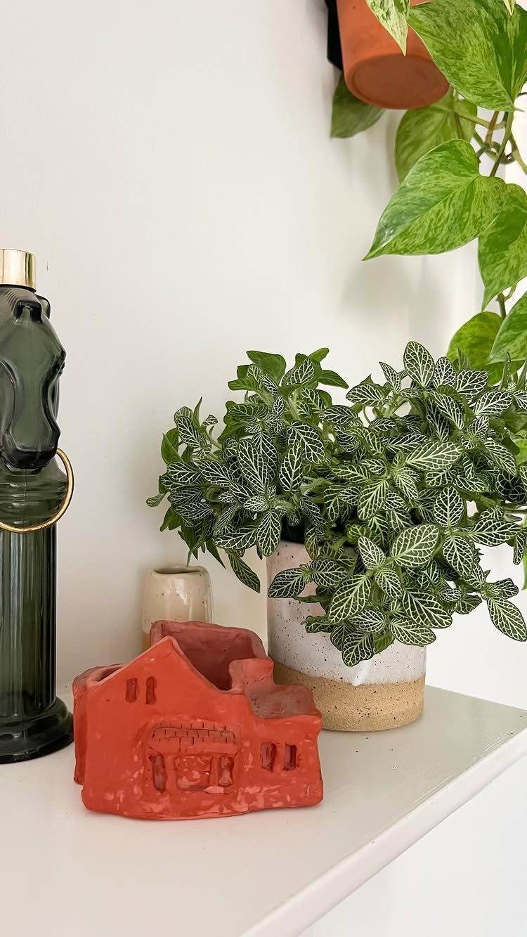 Nerve Plant with veined leaves in a ceramic pot on a white shelf