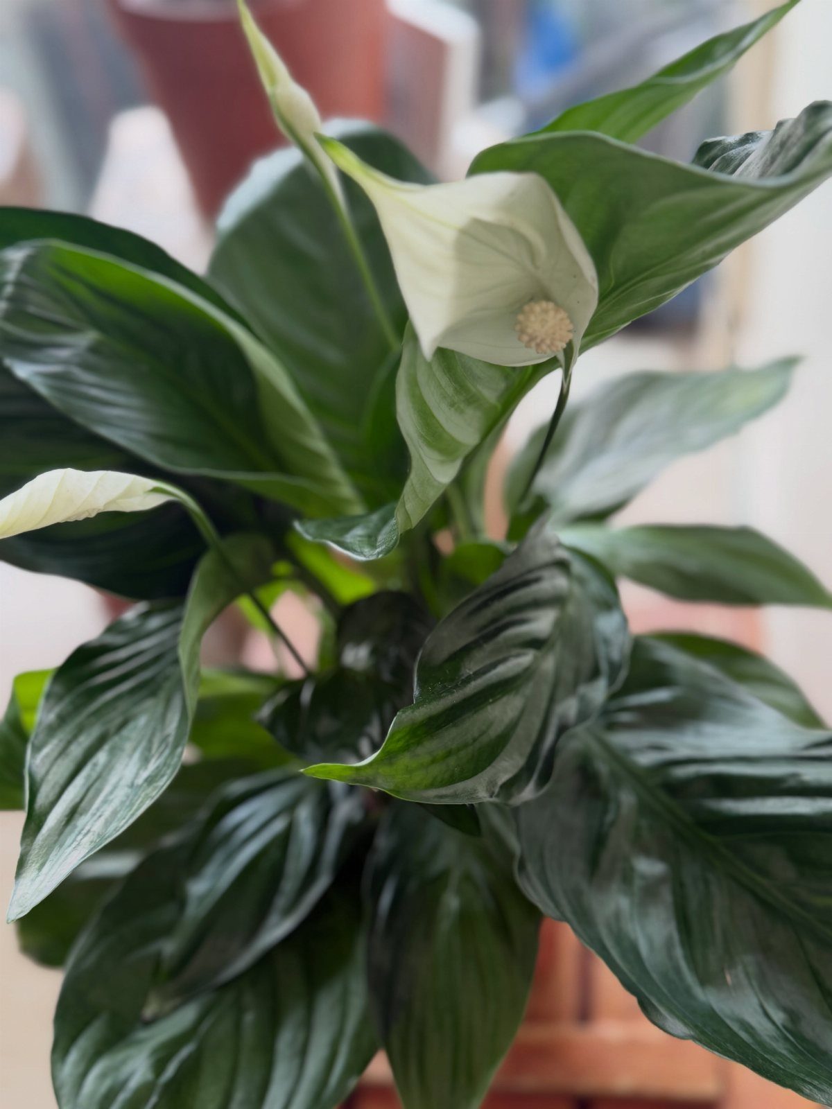 Peace Lily plant with glossy green leaves and white flowers in indoor setting