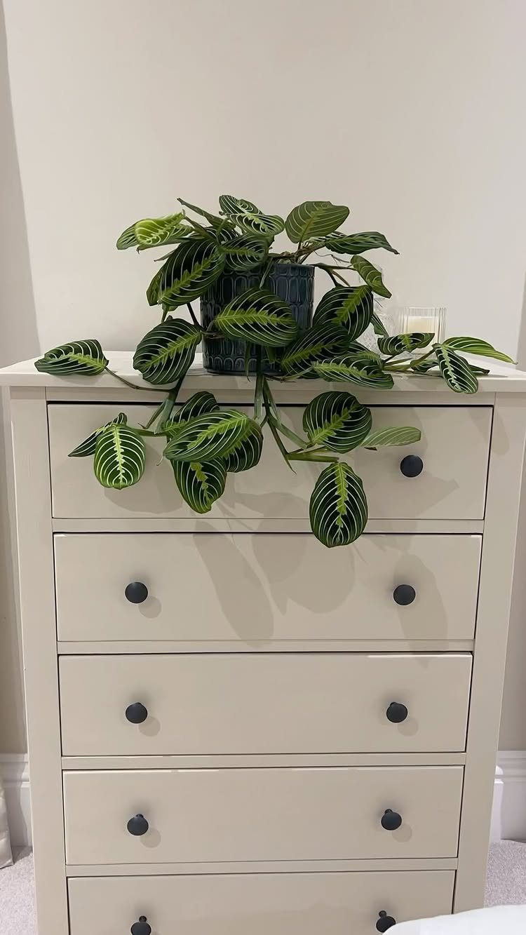 Prayer Plant with striped leaves in a blue pot on a white dresser.