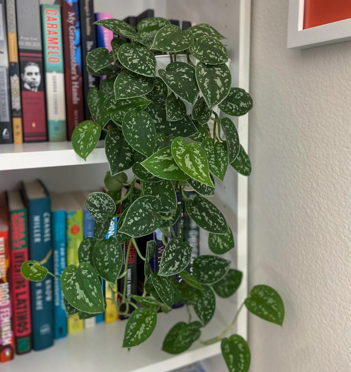 Trailing variegated plant with silver-green leaves cascading down a white bookshelf