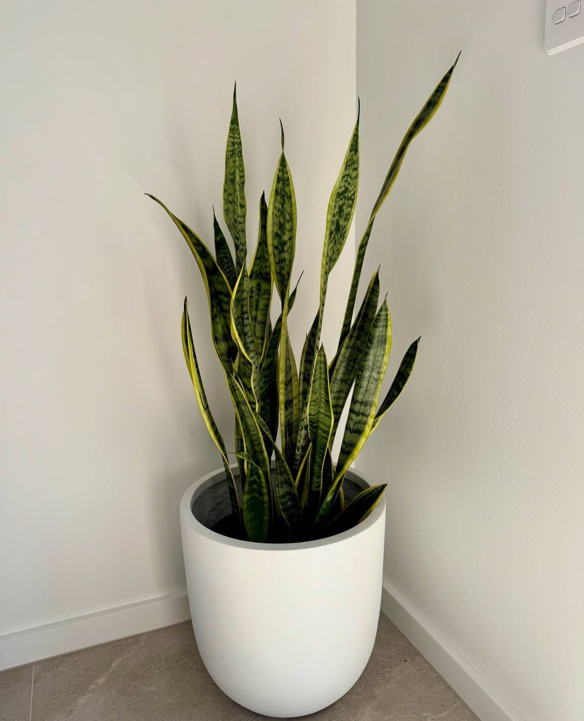 Snake plant with variegated leaves in a white pot in a room corner.
