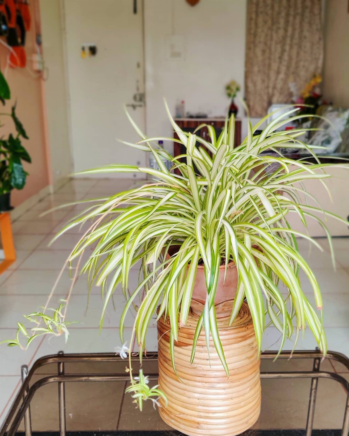 Spider plant with variegated leaves in a woven wicker pot stand.