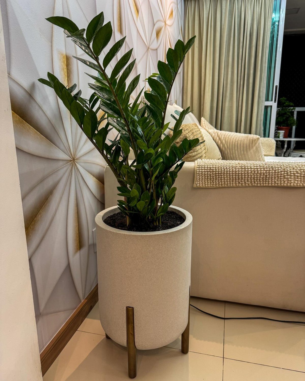 ZZ plant with glossy green leaves in a cream pot with gold legs.