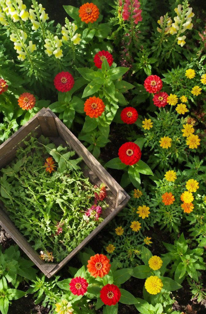 Pinching Annuals: How, When and Which Plants to Pinch 6 A collection of annual flowers suitable for pinching in a garden.