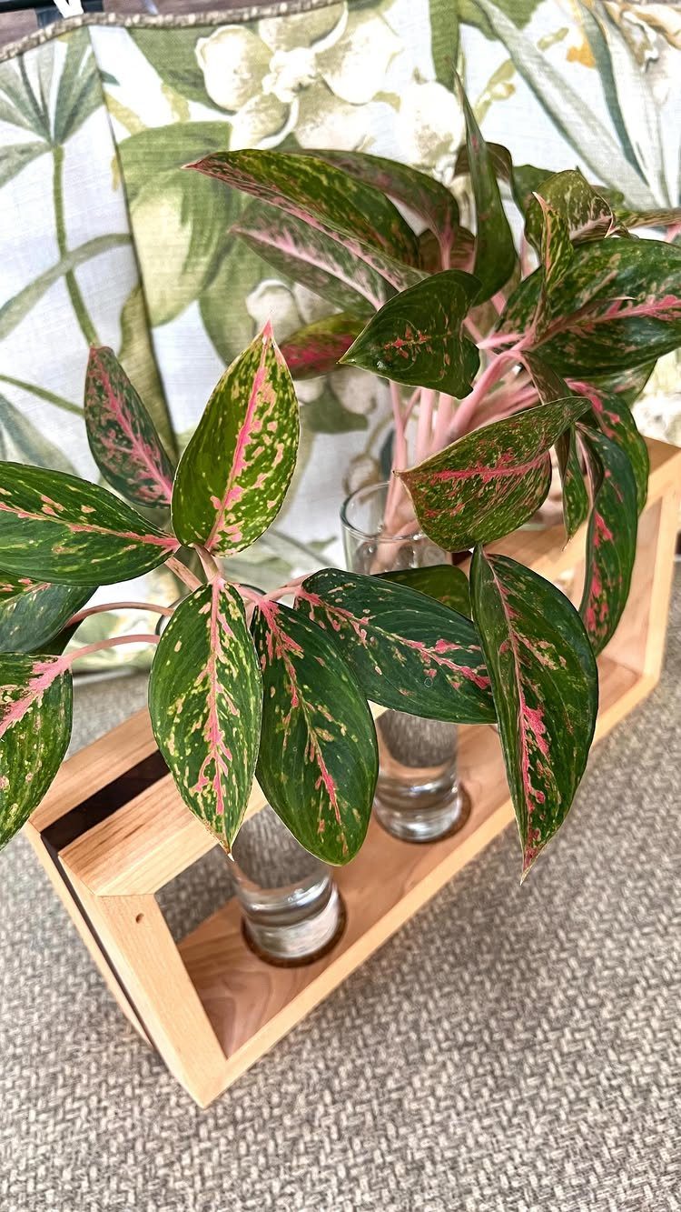 Plants That Grow in Water: 13 Ideas for Your Home 3 Chinese Evergreen plants with pink variegated leaves growing in water-filled glass vases.
