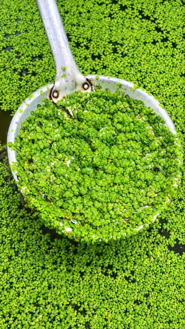Plants That Grow in Water: 13 Ideas for Your Home 13 Small green aquatic plants being scooped from water with a metal skimmer net.