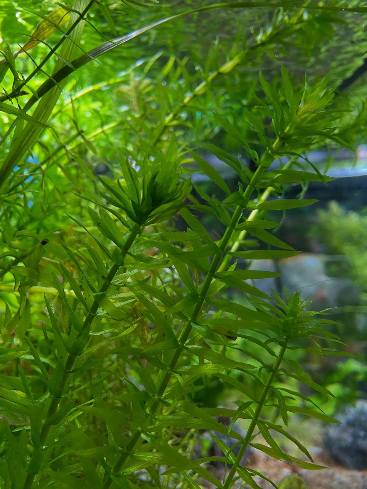 Plants That Grow in Water: 13 Ideas for Your Home 7 Green Elodea canadensis aquatic plants with narrow leaves growing submerged in an aquarium.
