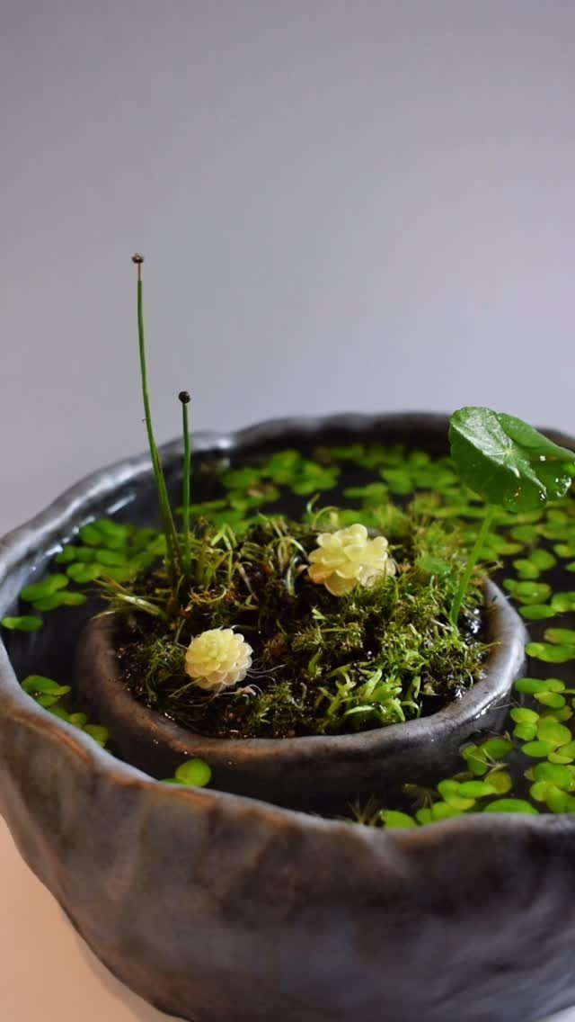 Plants That Grow in Water: 13 Ideas for Your Home 10 Small green floating plants and moss with white flowers in a ceramic bowl