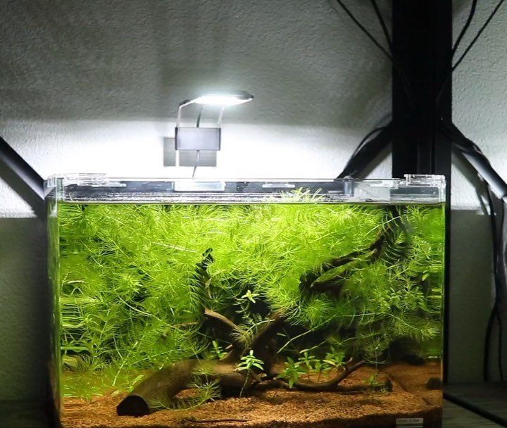 Plants That Grow in Water: 13 Ideas for Your Home 6 Dense green hornwort plants growing around driftwood in a lit glass aquarium.
