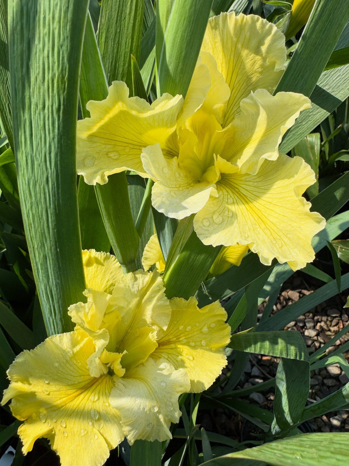 Plants That Grow in Water: 13 Ideas for Your Home 4 Yellow iris flowers with ruffled petals and green leaves in a garden