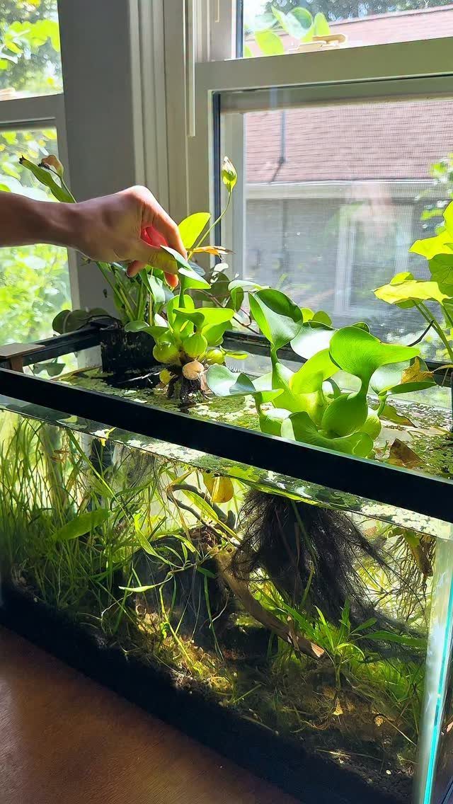 Plants That Grow in Water: 13 Ideas for Your Home 5 Water hyacinth plants floating in a glass aquarium with submerged greenery and driftwood.