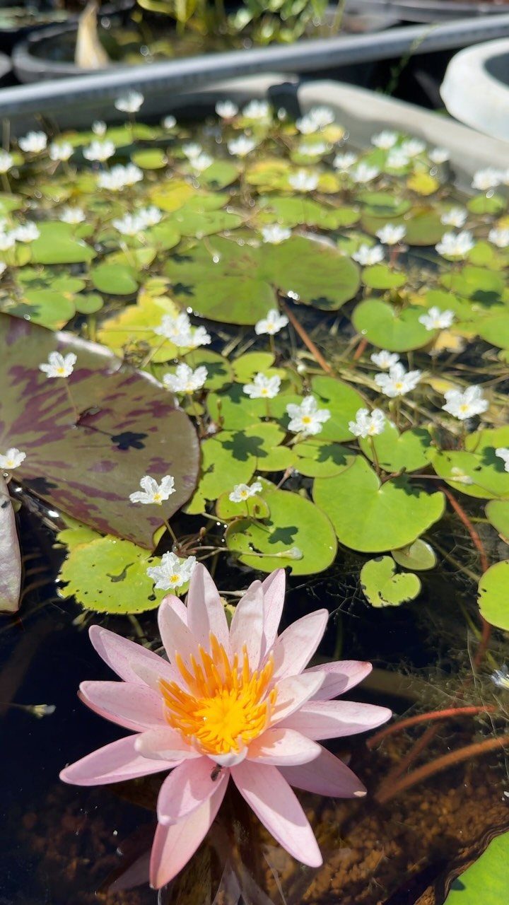 Plants That Grow in Water: 13 Ideas for Your Home 8 Pink water lily blooming among green lily pads and small white flowers in water.